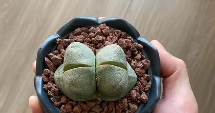 How big can Crassula ovata get? (Learn about the growth characteristics and care tips of Crassula ovata.) 3