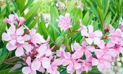Indoor Care Guide for Oleander (Poisonous Oleander, How to Safely Keep It at Home?)1