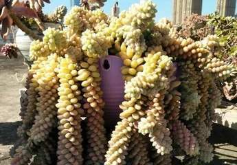 Lush Pot Cultivation for Succulent Burro
