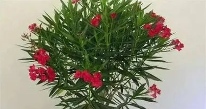 Indoor Care Guide for Oleander (Poisonous Oleander, How to Safely Keep It at Home?)2