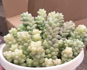 Lush Pot Cultivation for Succulent Burro