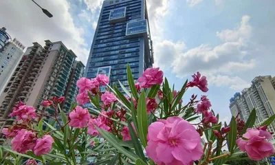 Indoor Care Guide for Oleander (Poisonous Oleander, How to Safely Keep It at Home?)3