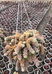 Lush Pot Cultivation for Succulent Burro