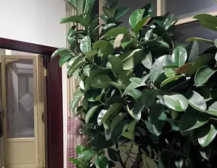 Why You Should Not Keep a Banyan Tree at Home? (The Harm and Feng Shui Effects of the Banyan Tree) 1