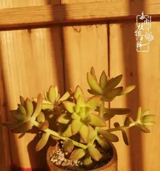 How to Cultivate California Sunset Succulents and Create an Old Tree Stump Style (Create Unique Bonsai and Beautify Your Home) 1