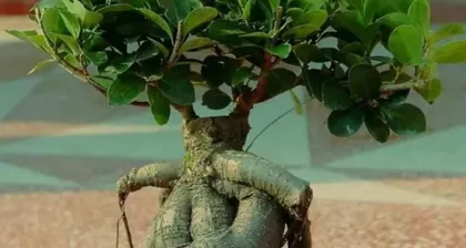 Why You Should Not Keep a Banyan Tree at Home? (The Harm and Feng Shui Effects of the Banyan Tree) 2