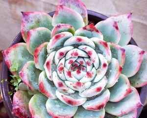 多肉吉娃娃的养护技巧（打造美丽健康的多肉吉娃娃）1