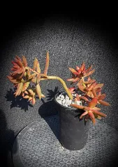 How to Cultivate California Sunset Succulents and Create an Old Tree Stump Style (Create Unique Bonsai and Beautify Your Home) 2