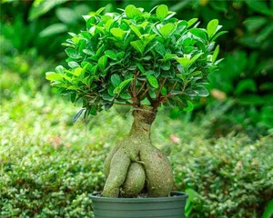 Why You Should Not Keep a Banyan Tree at Home? (The Harm and Feng Shui Effects of the Banyan Tree) 3