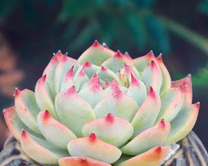 多肉吉娃娃的养护技巧（打造美丽健康的多肉吉娃娃）2