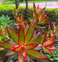 How to Cultivate California Sunset Succulents and Create an Old Tree Stump Style (Create Unique Bonsai and Beautify Your Home) 3