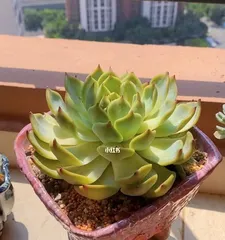 多肉吉娃娃的养护技巧（打造美丽健康的多肉吉娃娃）3