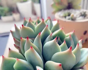 Echeveria 