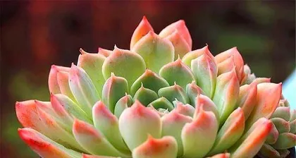 Echeveria 