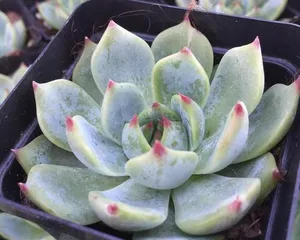 Echeveria 
