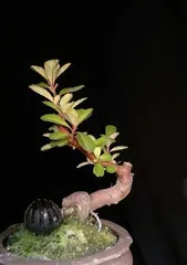 Care methods and precautions for auspicious fruit bonsai (create good luck in your life, come and learn how to care for auspicious fruit bonsai!) 2