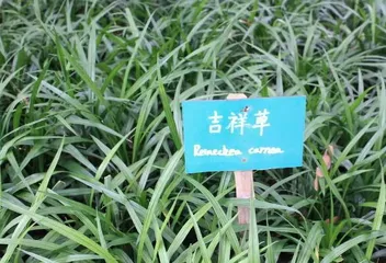 How to Help Dwarf Mondo Grass Grow Strong (Dwarf Mondo Grass Care Tips, Easy to Master) 1