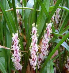 How to Help Dwarf Mondo Grass Grow Strong (Dwarf Mondo Grass Care Tips, Easy to Master) 2