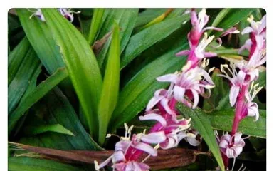 How to Help Dwarf Mondo Grass Grow Strong (Dwarf Mondo Grass Care Tips, Easy to Master) 3