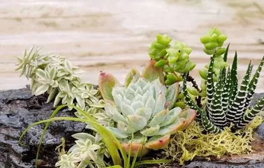 Succulent Care (Exploring Watering Habits and Precautions for Succulent Plants) 1