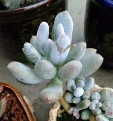 Succulent Care (Exploring Watering Habits and Precautions for Succulent Plants) 2