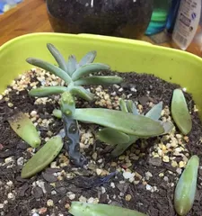 Succulent Care (Exploring Watering Habits and Precautions for Succulent Plants) 3