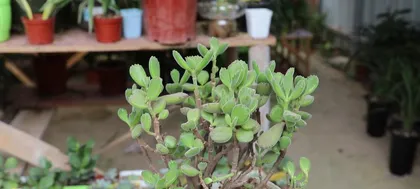 多肉植物养护指南（让你轻松养活多肉植物）1