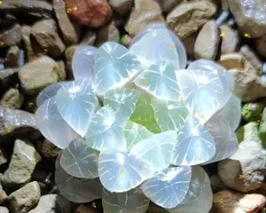 多肉植物养护指南（让你轻松养活多肉植物）2