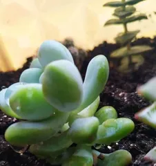 多肉植物养护指南（让你轻松养活多肉植物）3