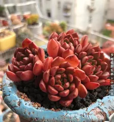 Chihuahua Repotting Techniques and Care Methods (Repotting Details for Chihuahuas That Cannot Be Ignored) 1