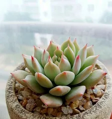 Chihuahua Repotting Techniques and Care Methods (Repotting Details for Chihuahuas That Cannot Be Ignored) 2