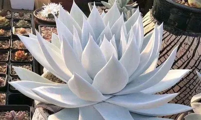 The Best Repotting Time for Succulent Guanghan Gong (Unveiling the Key to Succulent Guanghan Gong Care) 1