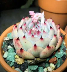 Chihuahua Repotting Techniques and Care Methods (Repotting Details for Chihuahuas That Cannot Be Ignored) 3