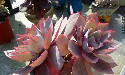 The Best Repotting Time for Succulent Guanghan Gong (Unveiling the Key to Succulent Guanghan Gong Care) 3