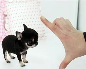 Complete Guide to Summer Chihuahua Care (How to Help Your Chihuahua Have a Healthy Summer) 1