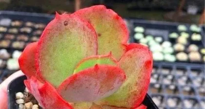 Complete Guide to Summer Chihuahua Care (How to Help Your Chihuahua Have a Healthy Summer) 2