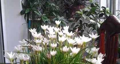 Toxicity and Indoor Care of Lotus (Toxicity Sources, Care Techniques, and Precautions) 1