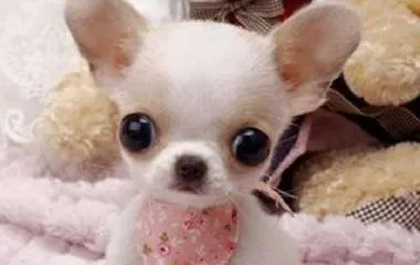 Complete Guide to Summer Chihuahua Care (How to Help Your Chihuahua Have a Healthy Summer) 3