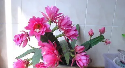 Toxicity and Indoor Care of Lotus (Toxicity Sources, Care Techniques, and Precautions) 3