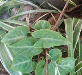 Planting and Care Methods for Fo-ti Potted Plants (Selection of Potting Soil and Watering Tips) 2