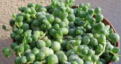 The Ultimate Guide to Growing String-of-pearls (From Selection to Care, Easily Get a Beautiful String-of-pearls) 1