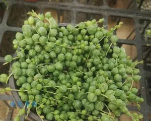 The Ultimate Guide to Growing String-of-pearls (From Selection to Care, Easily Get a Beautiful String-of-pearls) 2