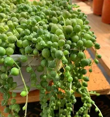 The Ultimate Guide to Growing String-of-pearls (From Selection to Care, Easily Get a Beautiful String-of-pearls) 3