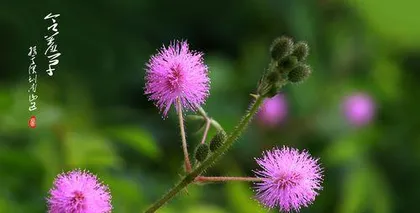 How to water mimosa? A detailed explanation of four-season care techniques (How to water in spring, summer, autumn, and winter? Essential water management methods for mimosa!) 1