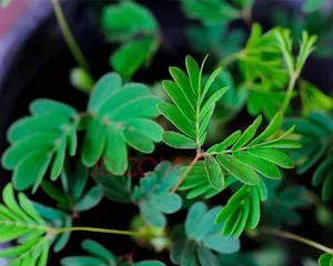 How to water mimosa? A detailed explanation of four-season care techniques (How to water in spring, summer, autumn, and winter? Essential water management methods for mimosa!) 2