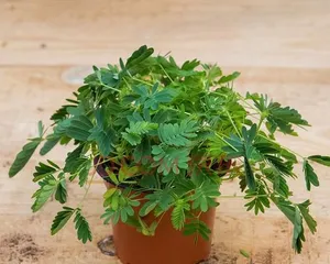 How to water mimosa? A detailed explanation of four-season care techniques (How to water in spring, summer, autumn, and winter? Essential water management methods for mimosa!) 3