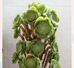 多肉法师在室内养护的全攻略（打造美丽室内花园，一起养育多肉法师）1