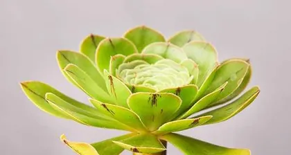 多肉法师在室内养护的全攻略（打造美丽室内花园，一起养育多肉法师）2