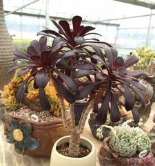 多肉法师在室内养护的全攻略（打造美丽室内花园，一起养育多肉法师）3