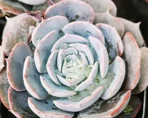 Key points for winter care of succulents (succulent care method that won